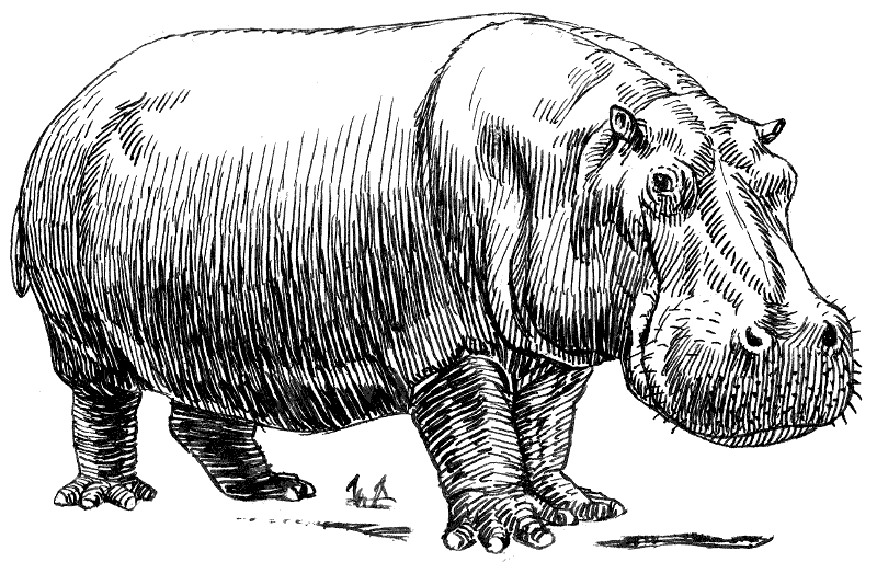 Free hippopotamus clipart 1 page of public domain clip art