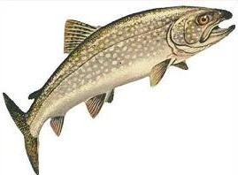 Free trout clipart 2