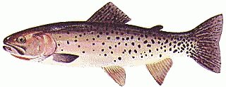 Free trout clipart free clipart graphics images and photos