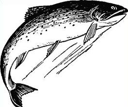 Free trout clipart