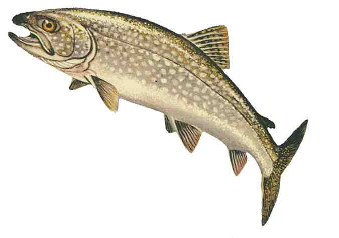 Lake trout clipart