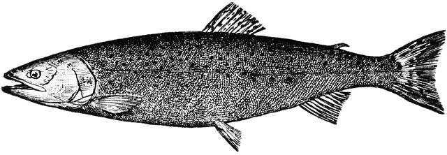 Salmon trout clipart etc image