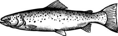 Stock illustration a black and white drawing of a sea trout clipart