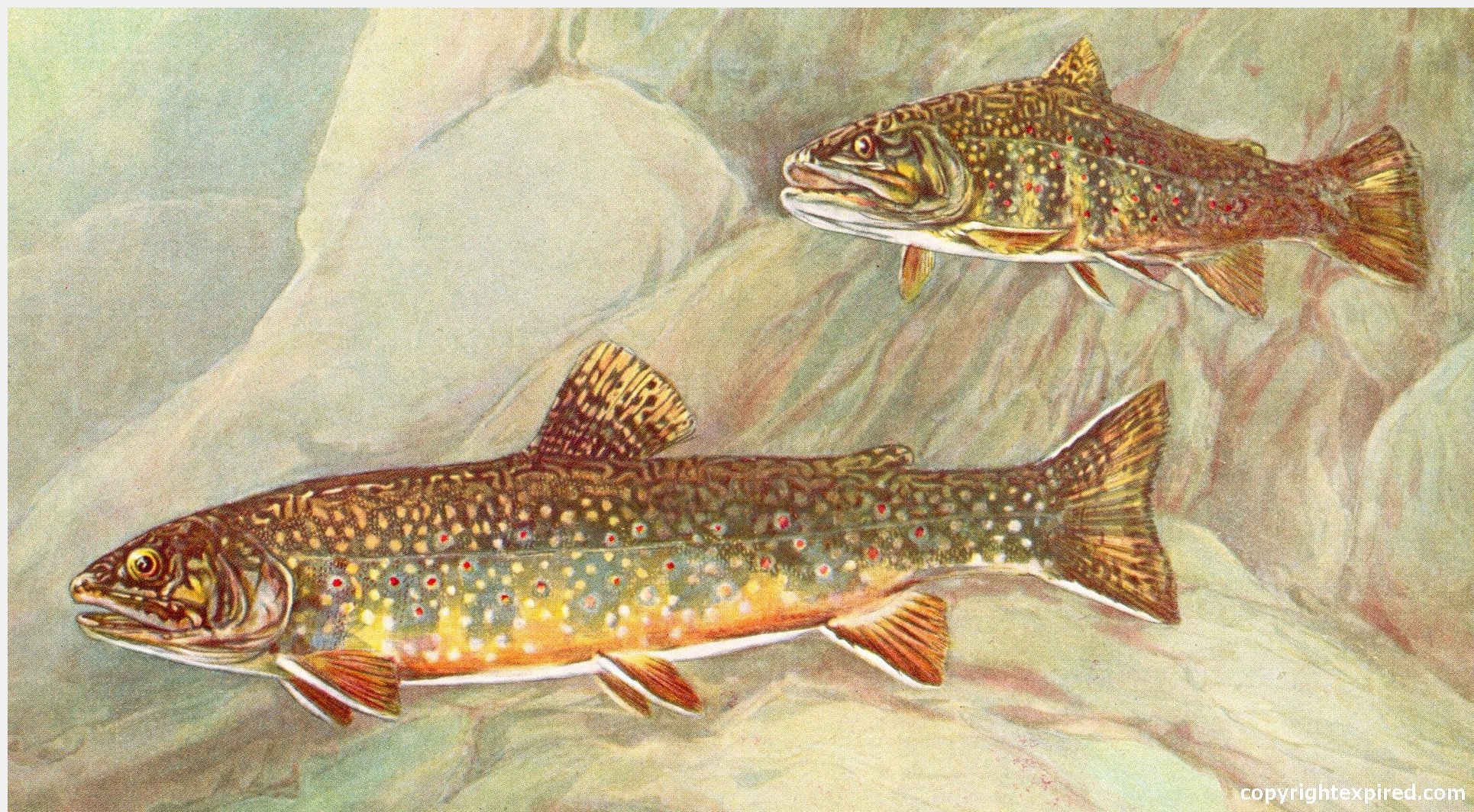 Trout antique fish illustrations for crafts school brochures clip art