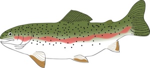 Trout clipart image clip art a rainbow trout