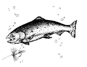 Trout free black and white fish clipart 1 page of public domain clip art