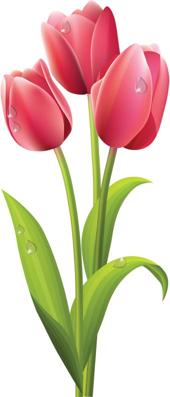 Me gusta estos tulipanes tienes que pintarlos ya veras que bonitos clip art