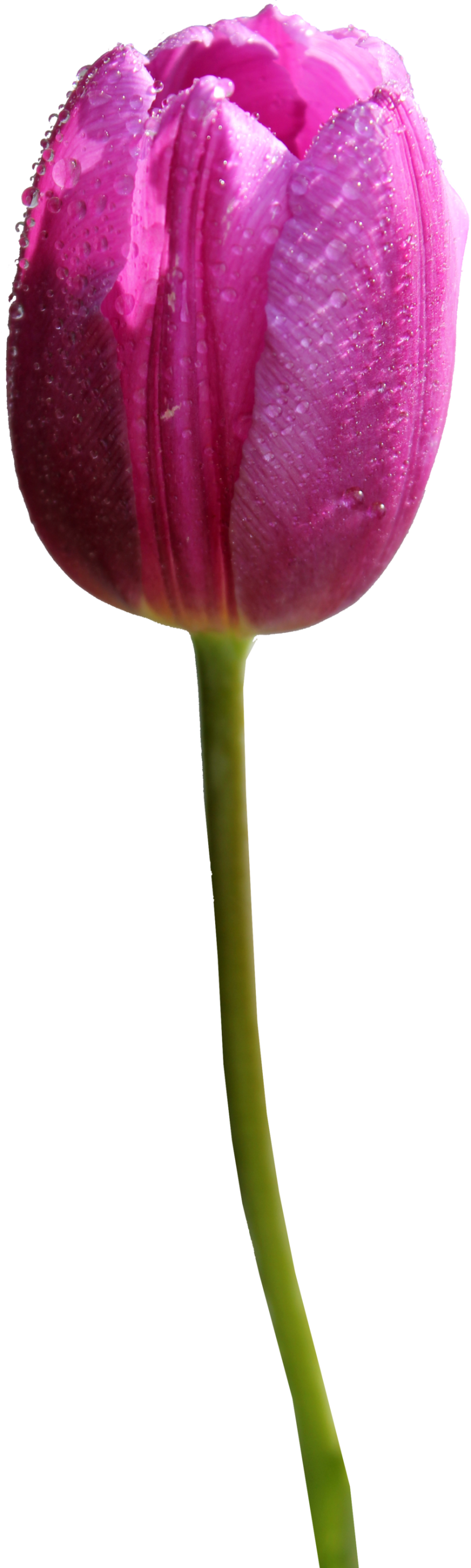 Tulip clipart 4