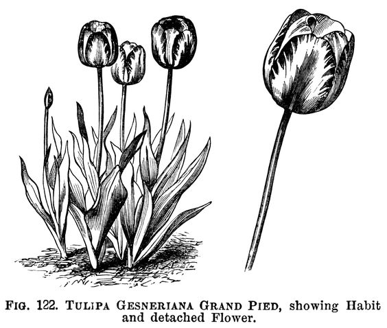 Tulip clipart black and white graphics botanical flower