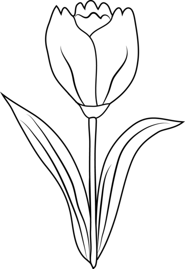 Tulip flower coloring page free clip art