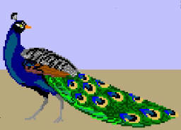 Cartoon peacock vector clip art illustration with simple clipartix