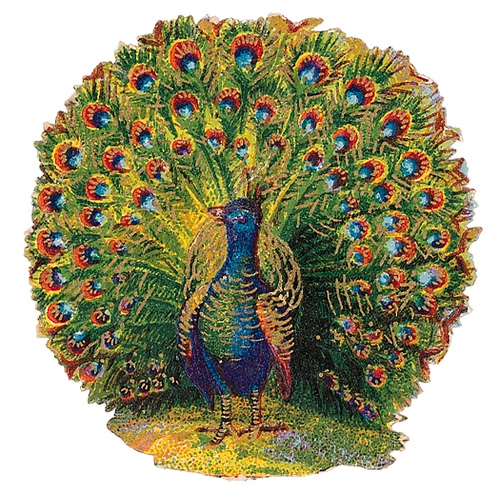 Peacock clipart 10
