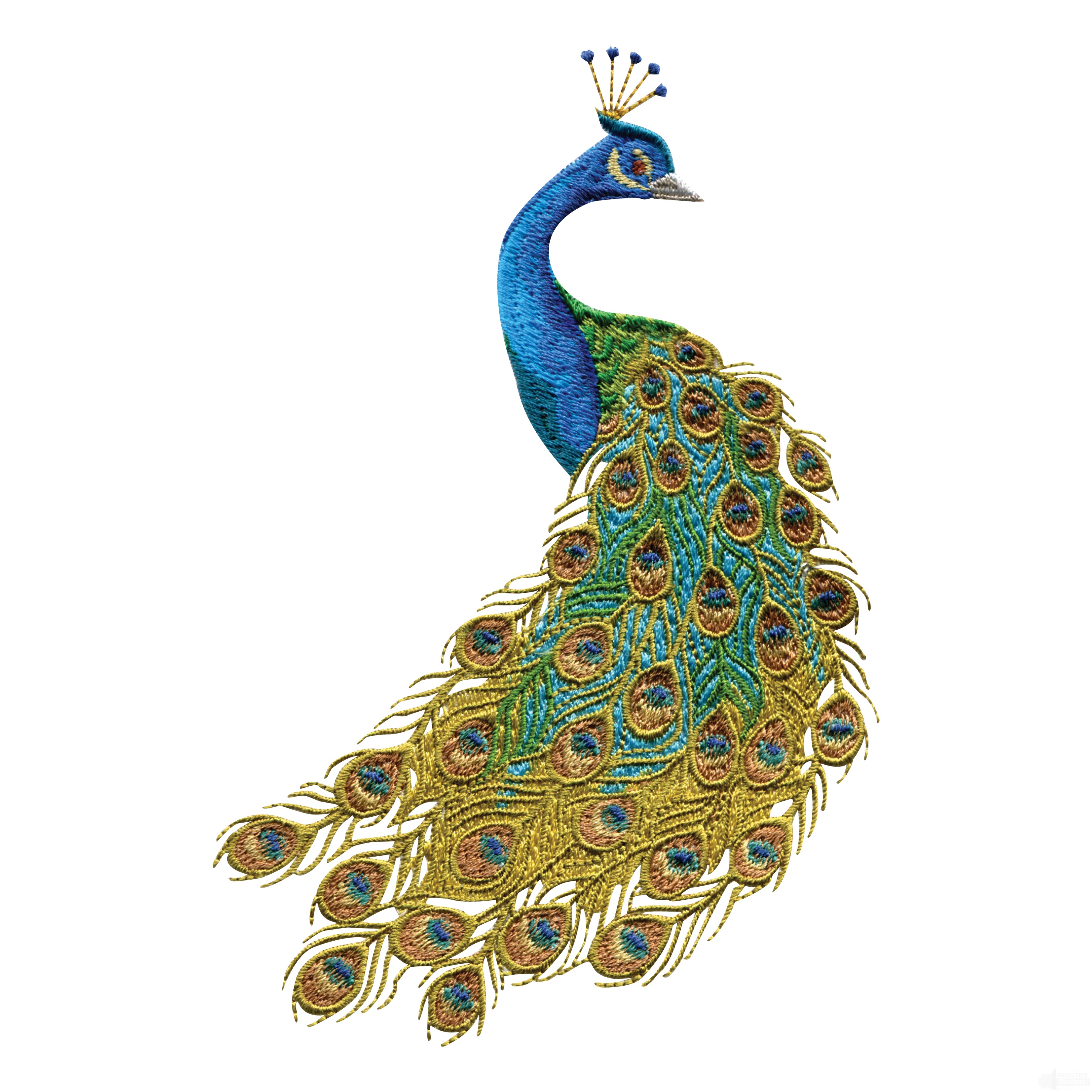 Peacock clipart clipart 2 clipartix