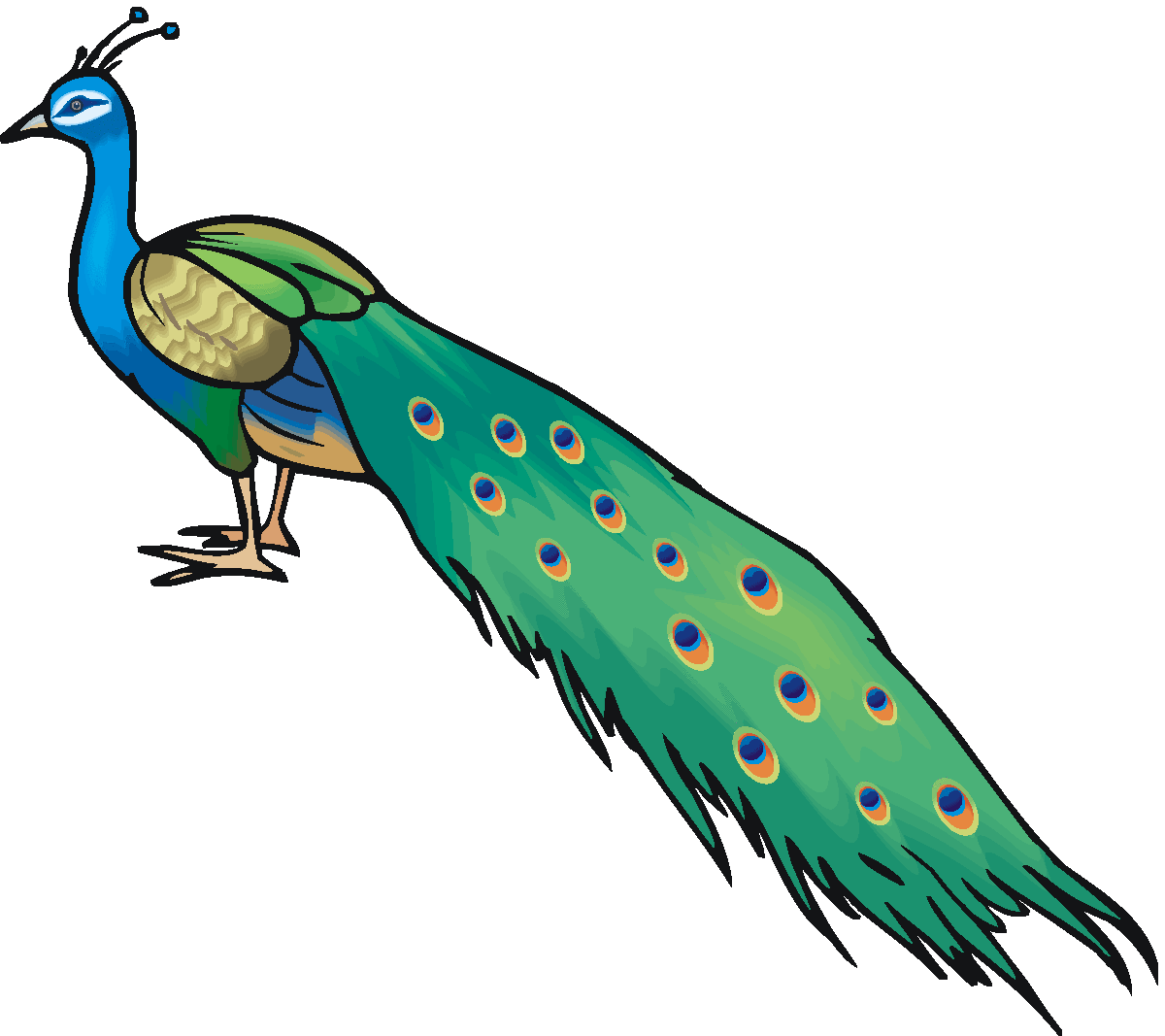 Peacock clipart free clipart images 3