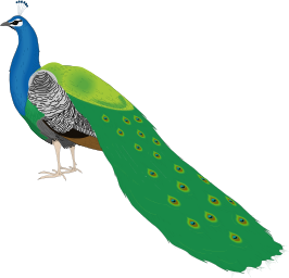 Peacock free to use  clip art 2