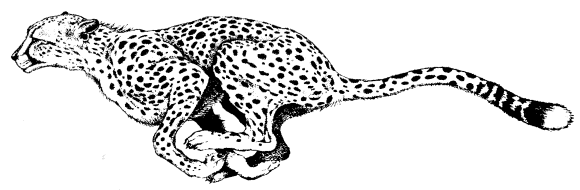 Animal cartoon cheetah coloring pages cartoon coloring pages of clipart  image #40995