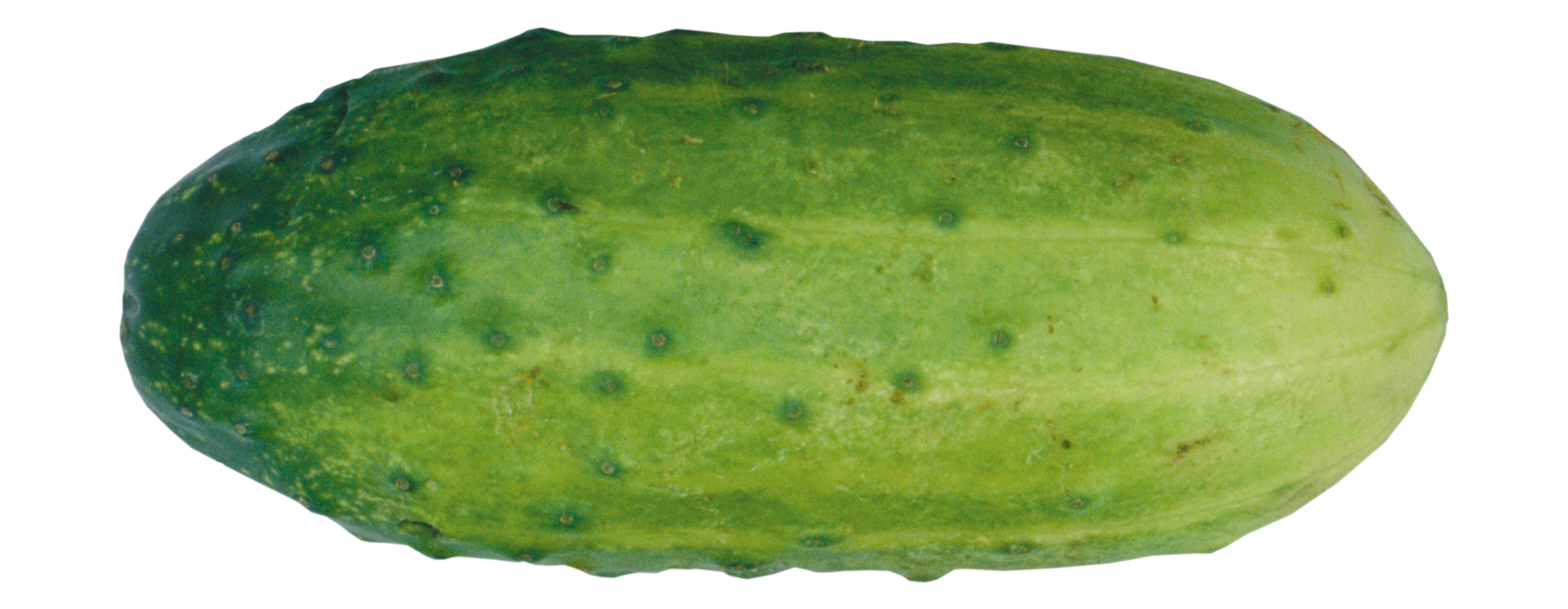 Cucumber clipart kiaavto
