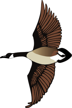 Goose clip art flying geese clipart clipart kid 3