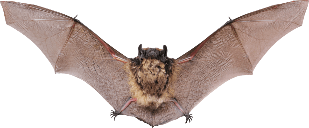 Flying bat clipart picture