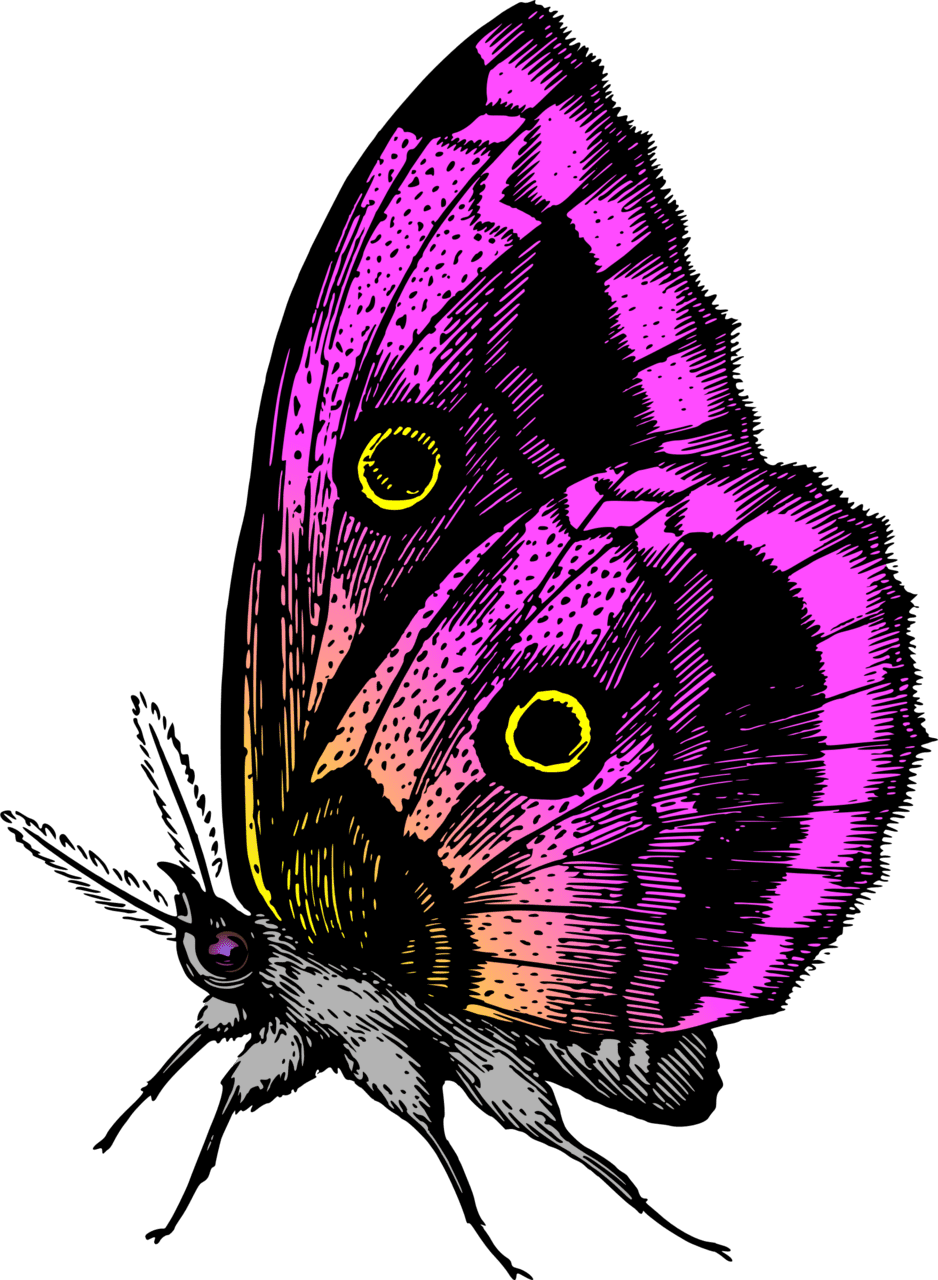 Butterfly colour by firkin from drawing in divers insectarum volatilium es images beautiful butterflies clipart