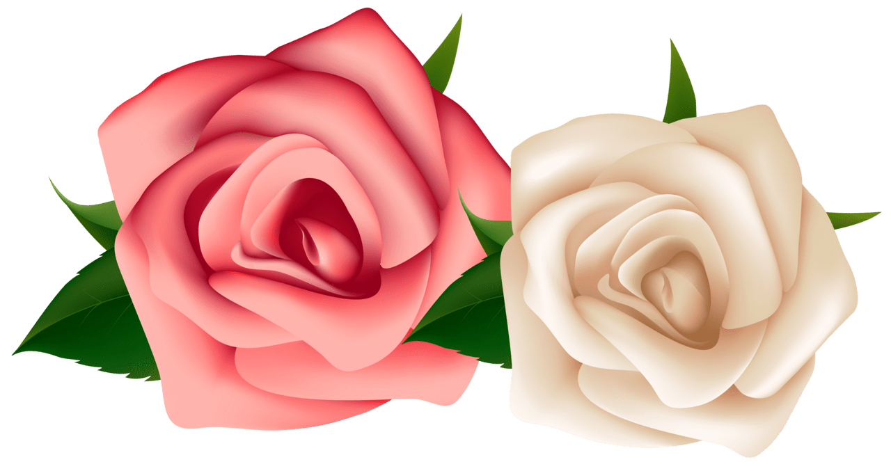 Red and white rose clipart image