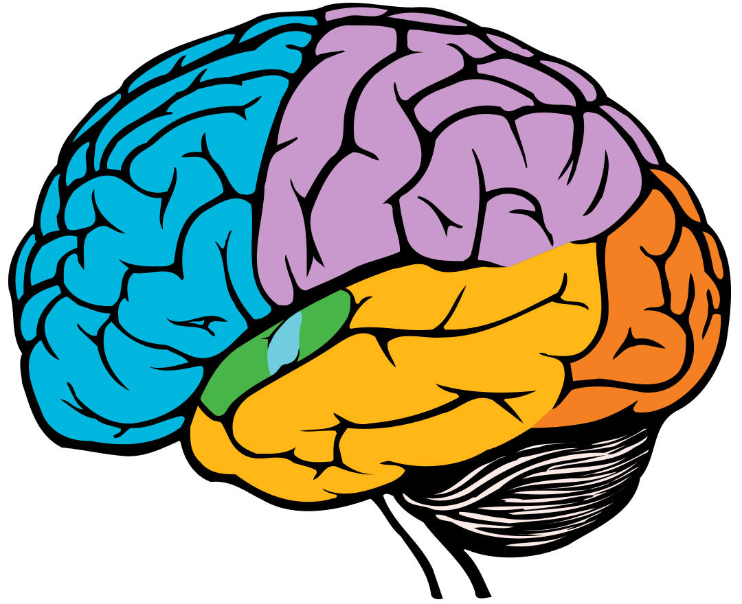 Brain pin page clipart photo