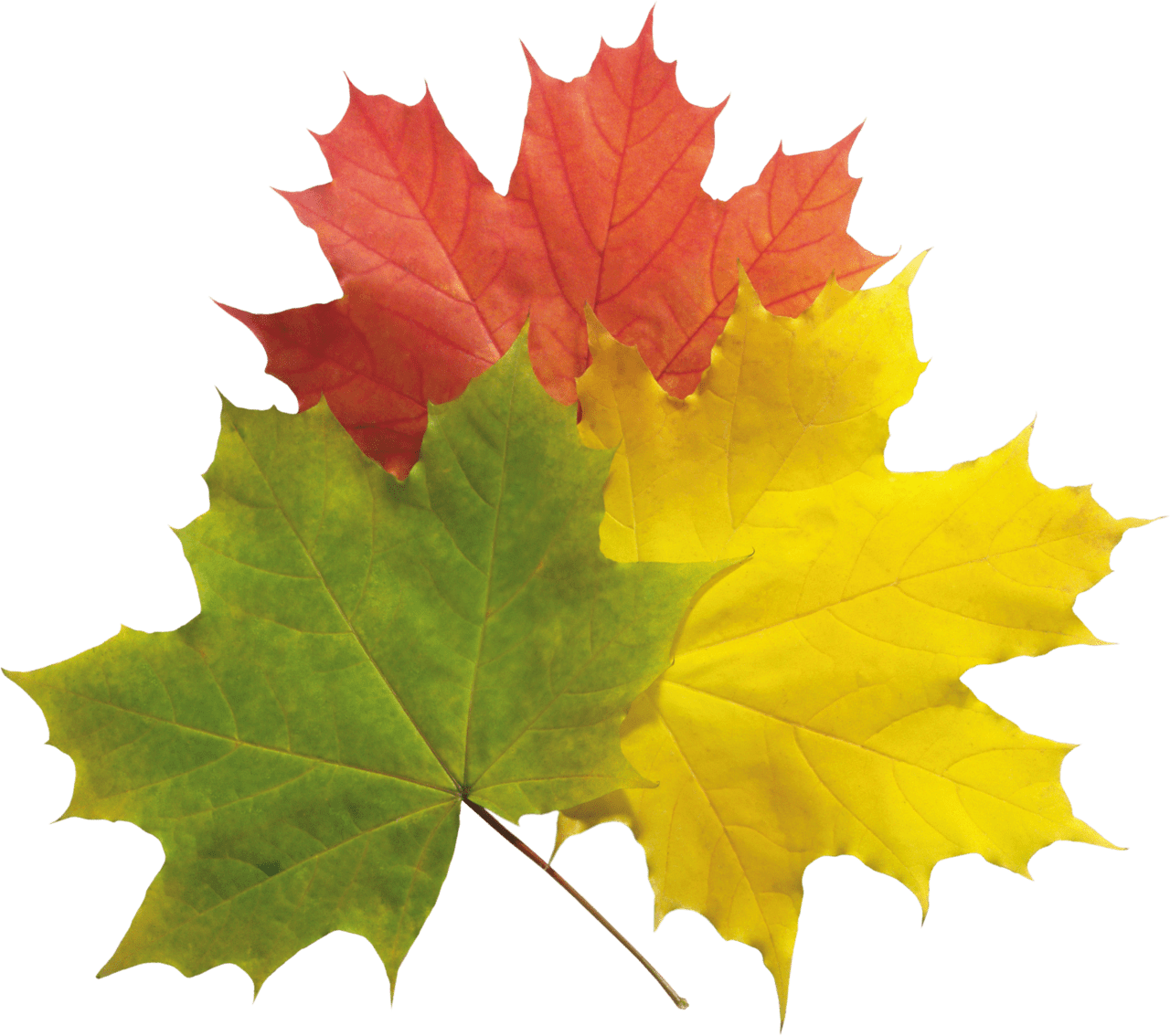 Autumn leaves image mapel leaf clipart