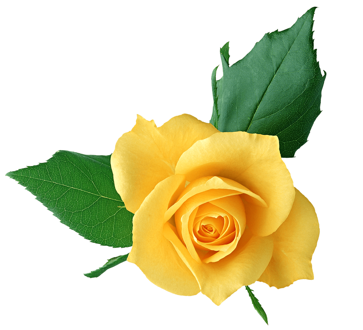 Rose pin page clipart logo 2