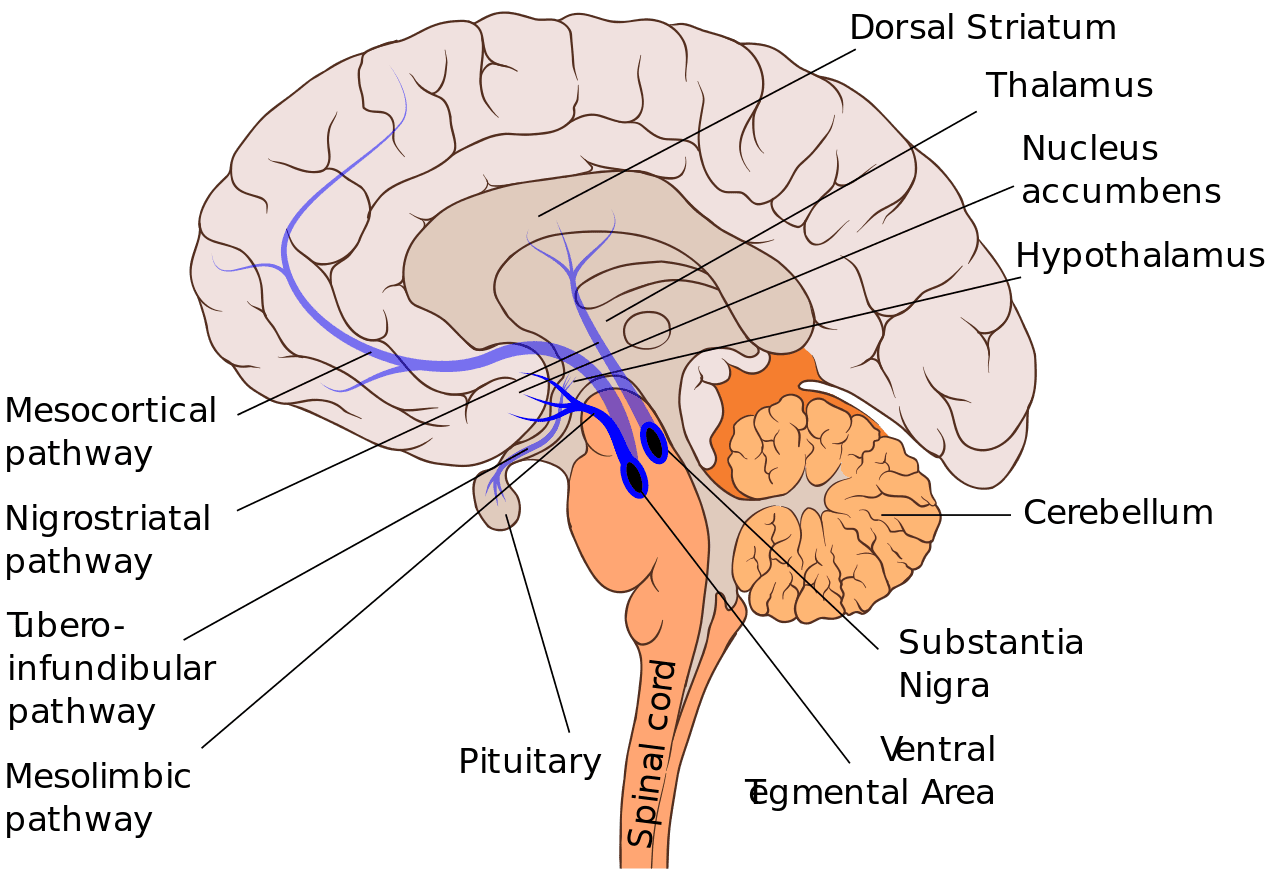 Brain mesolimbic pathway wikipedia clipart photo