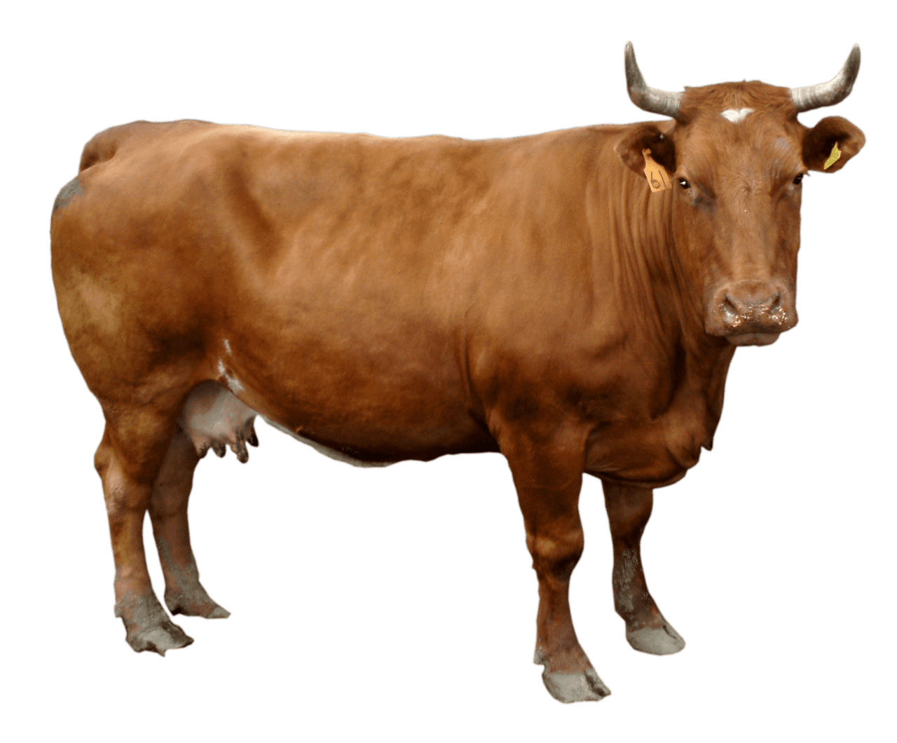 Brown cow clipart transparent