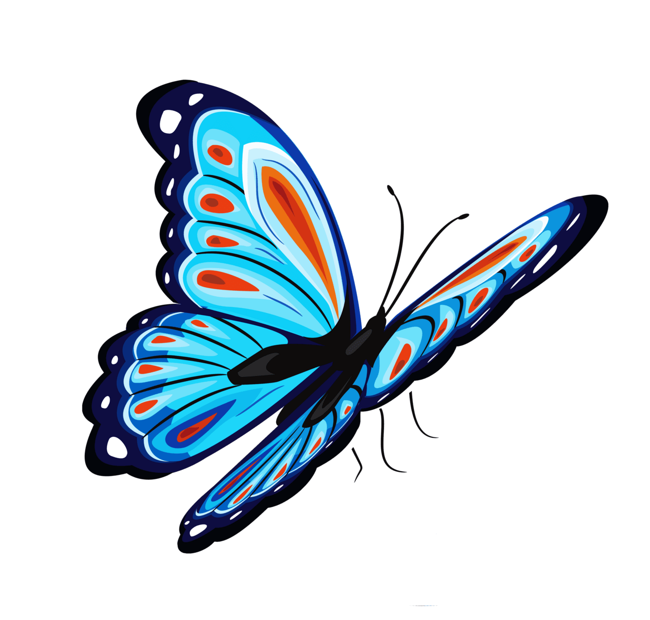 Butterfly images all clipart