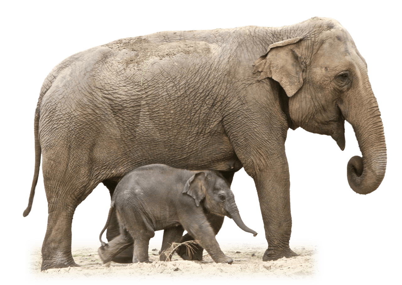 Elephant clipart transparent