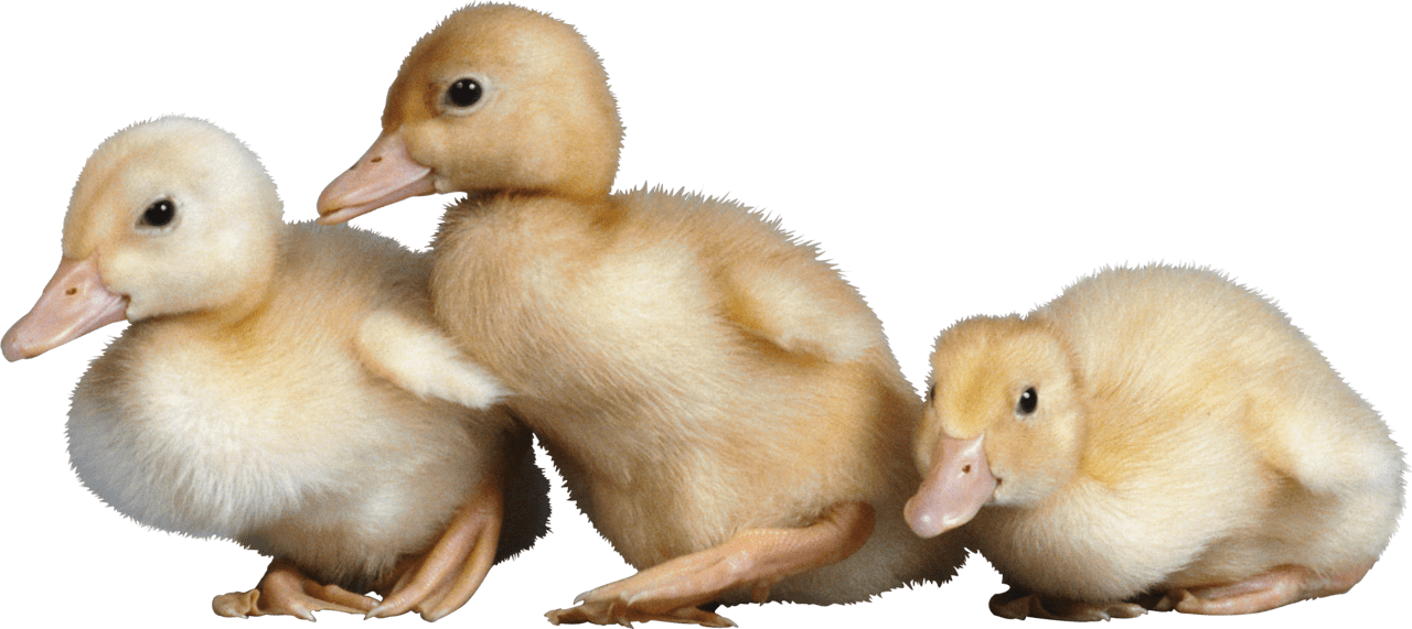 Duck image with background clipart