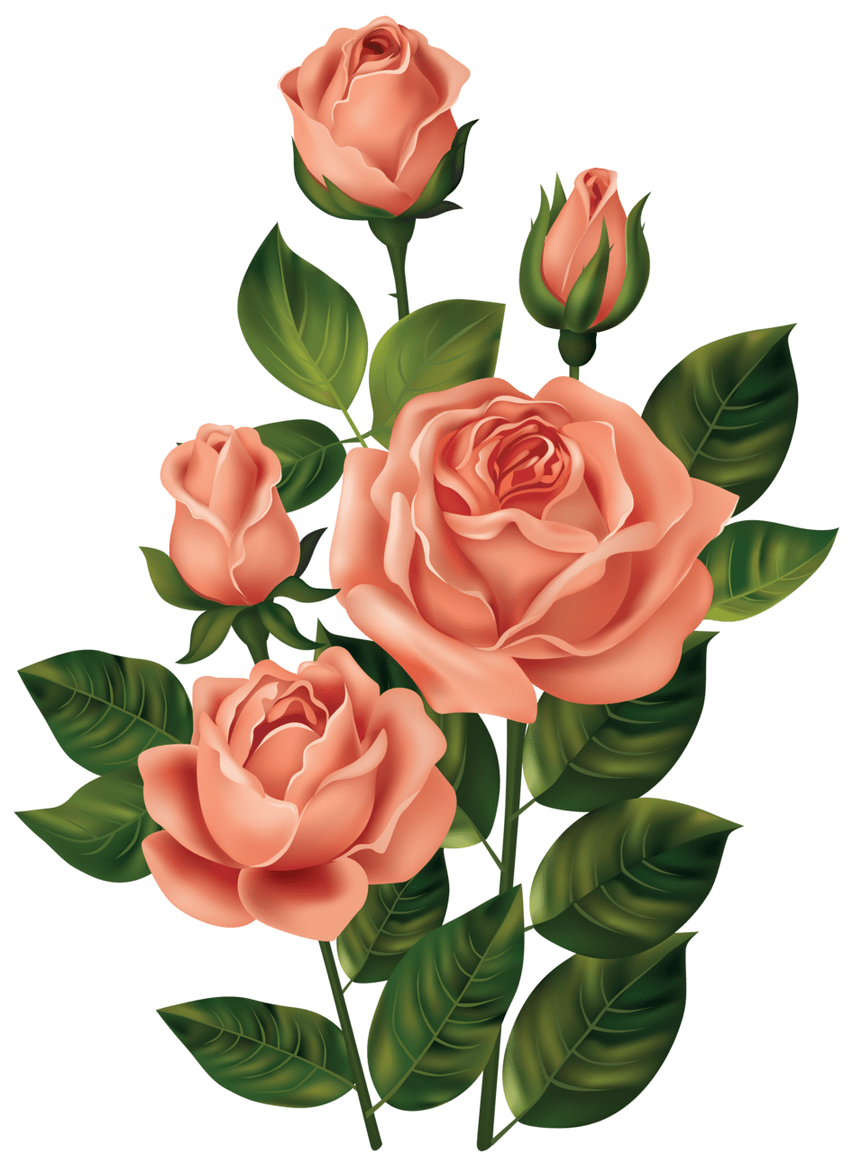 Rose clipart image