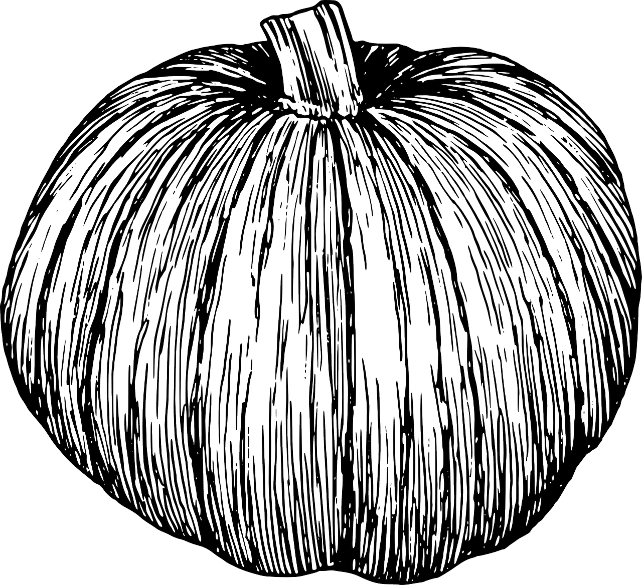 Pumpkin vine autumn vector graphic photography vintage black and white drawing clipart