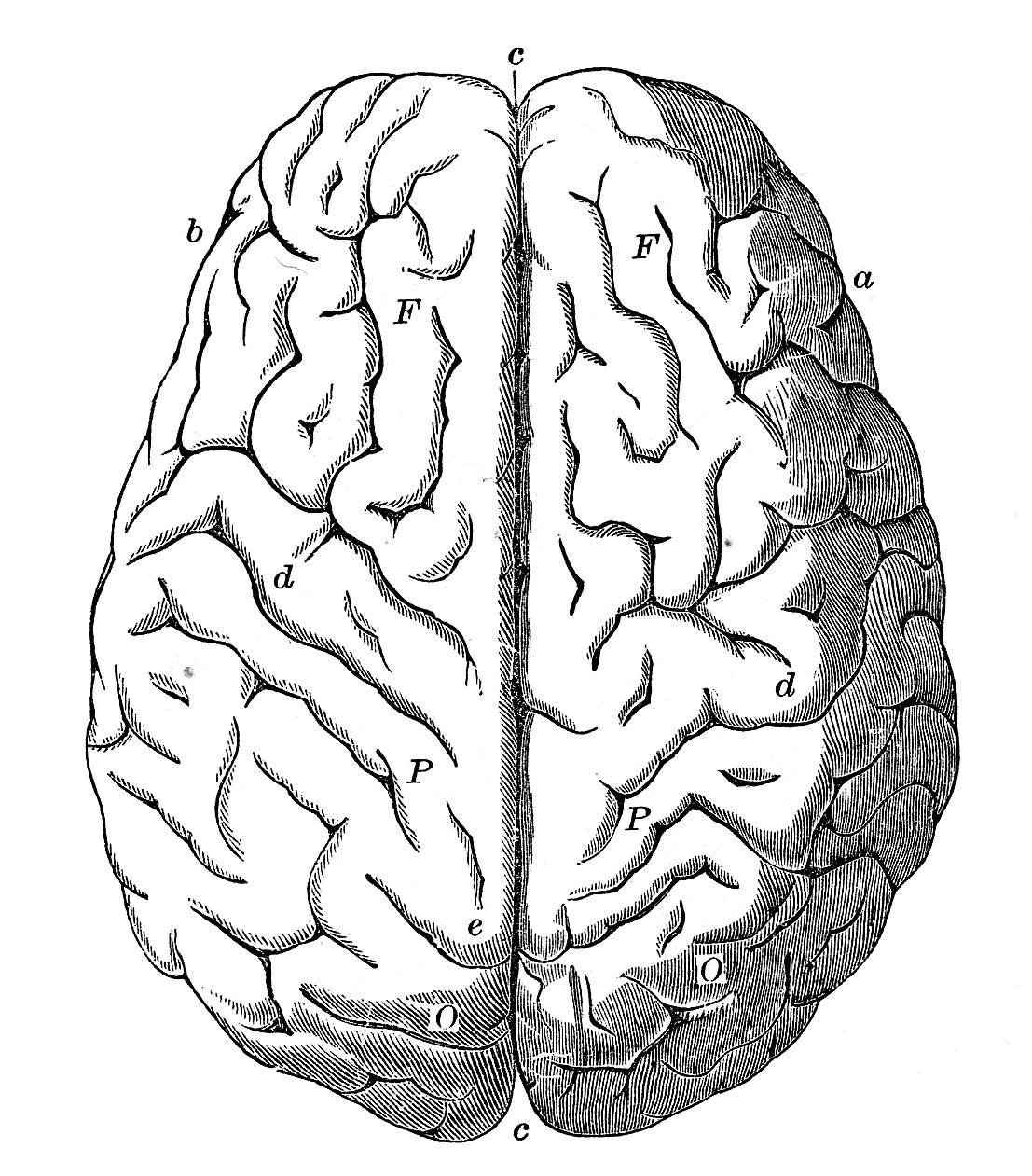 Brain pin page clipart photo 2