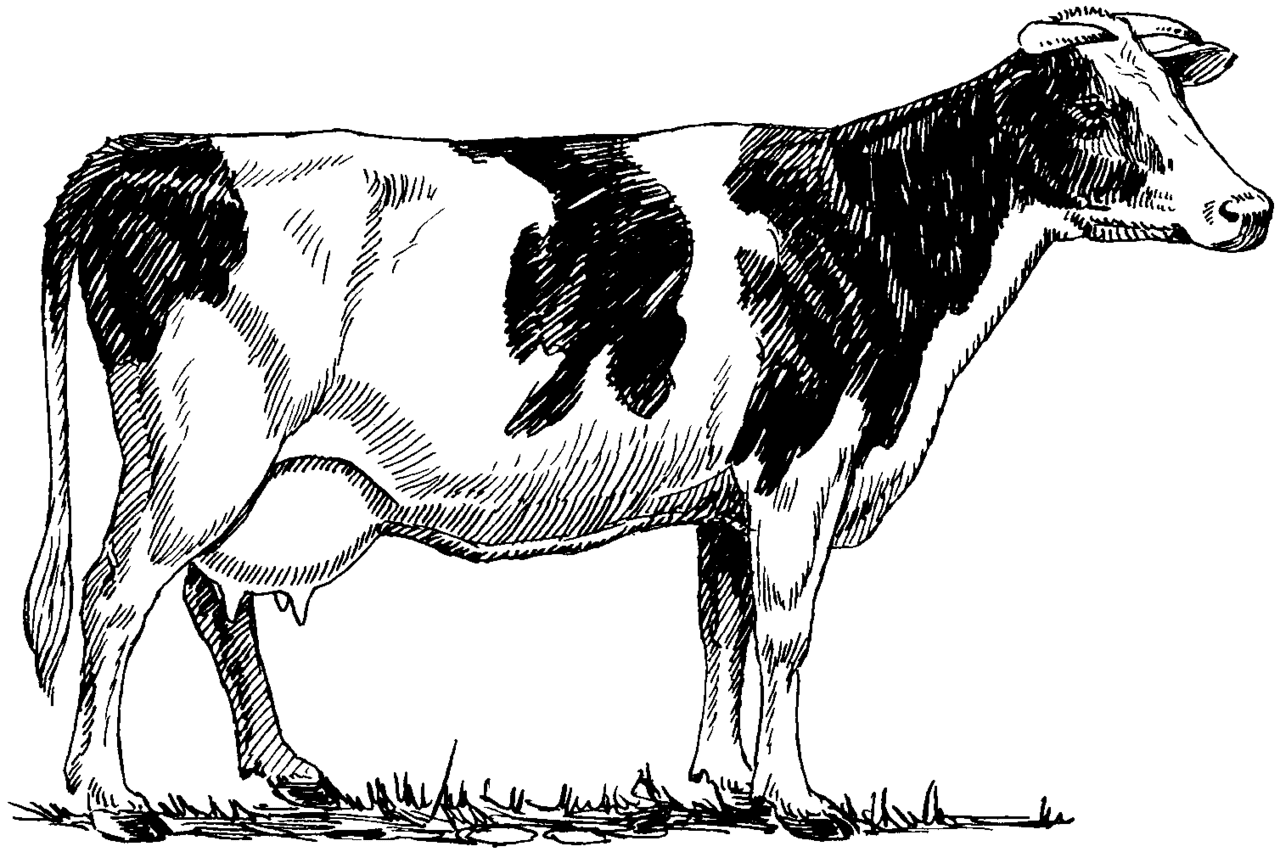 Cow pin page clipart photo 4