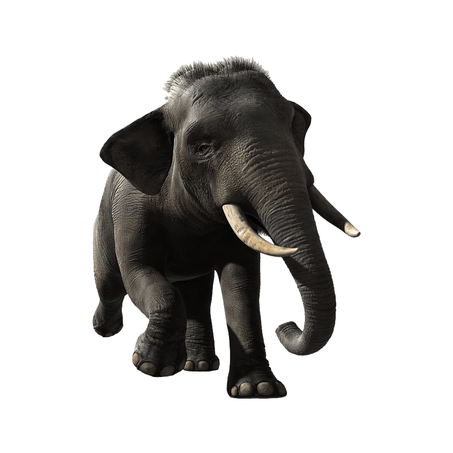 Indian elephant images hd photo clipart