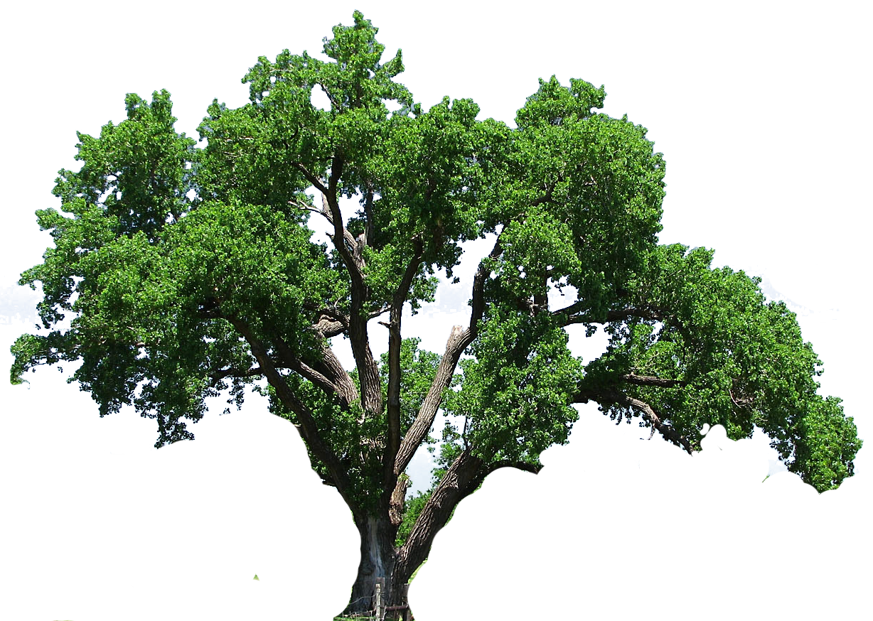 Oak tree clipart kid image