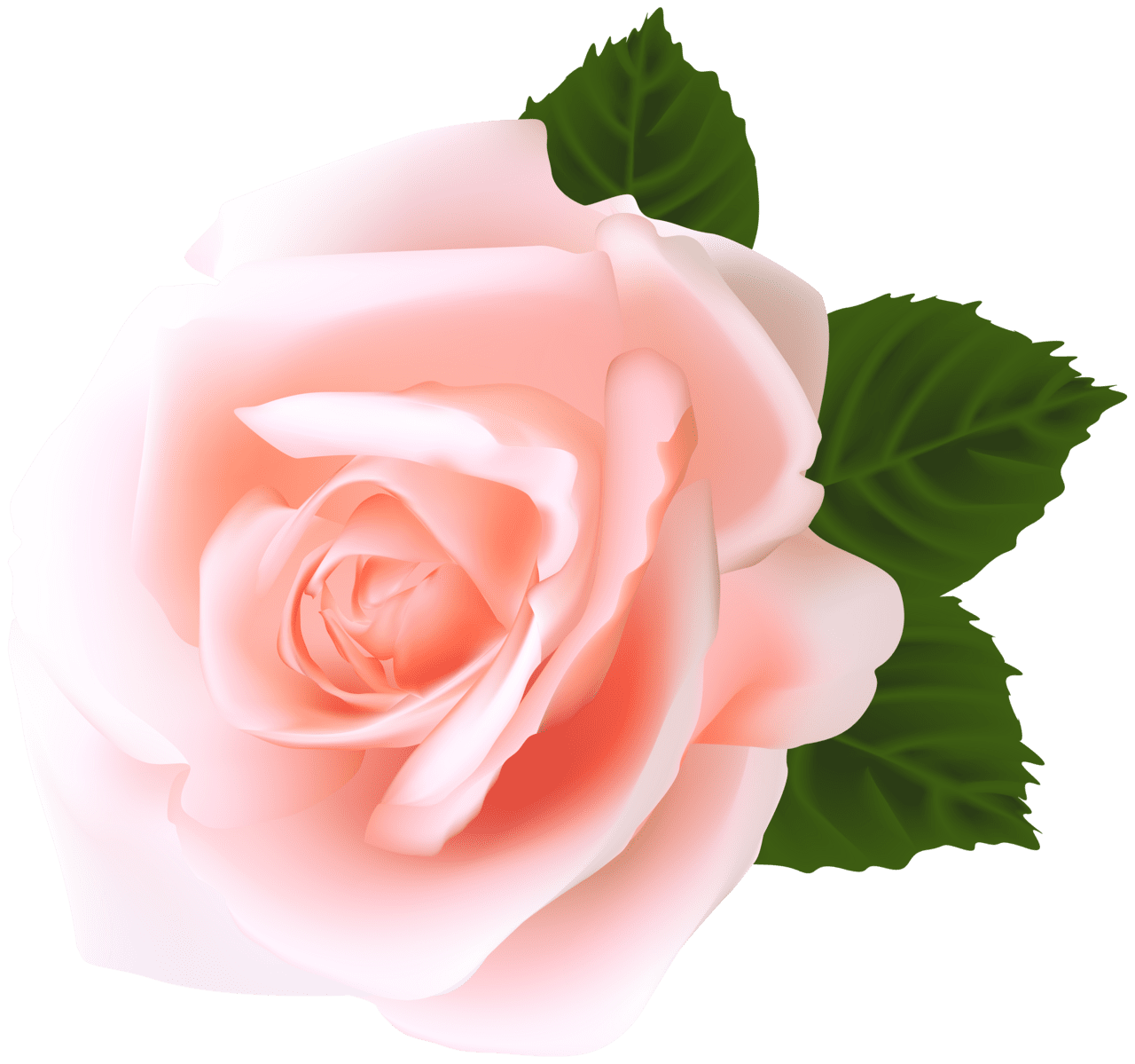 Rose clipart yopriceville high quality images and hd flower pink