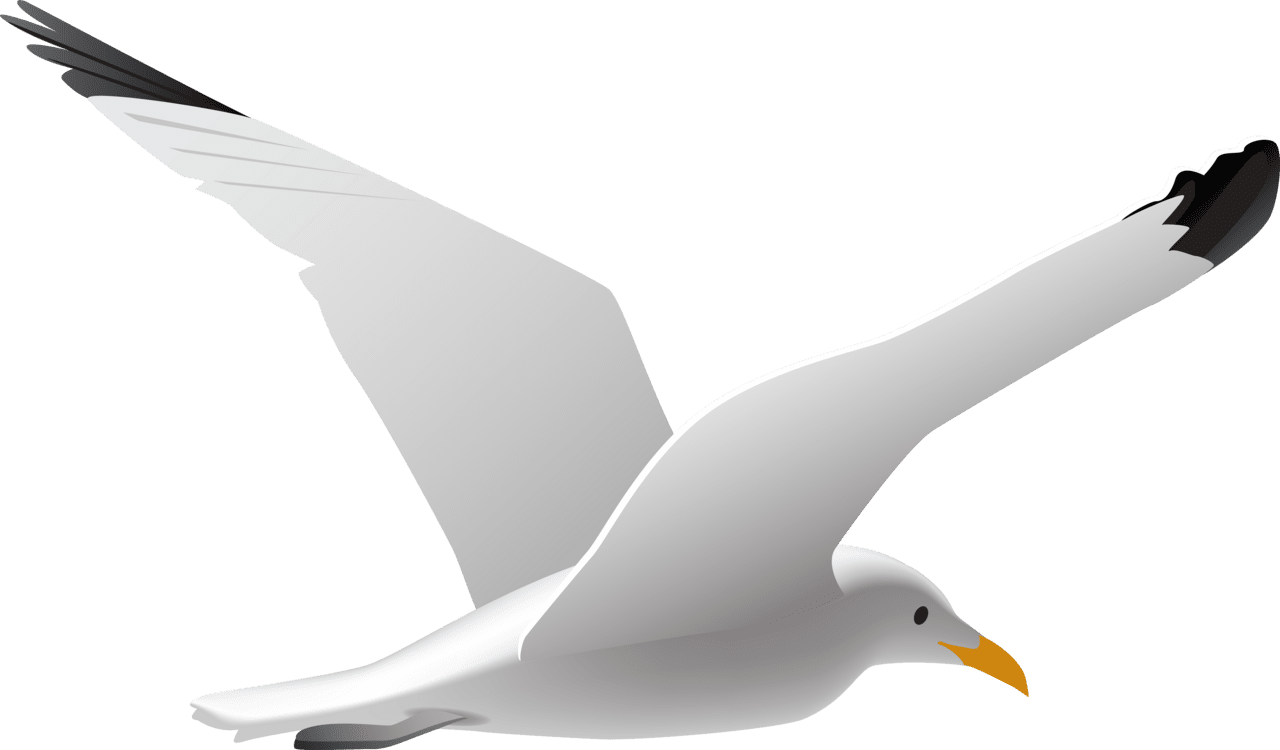 Bird sea gull clipart seagull clipartmax photo