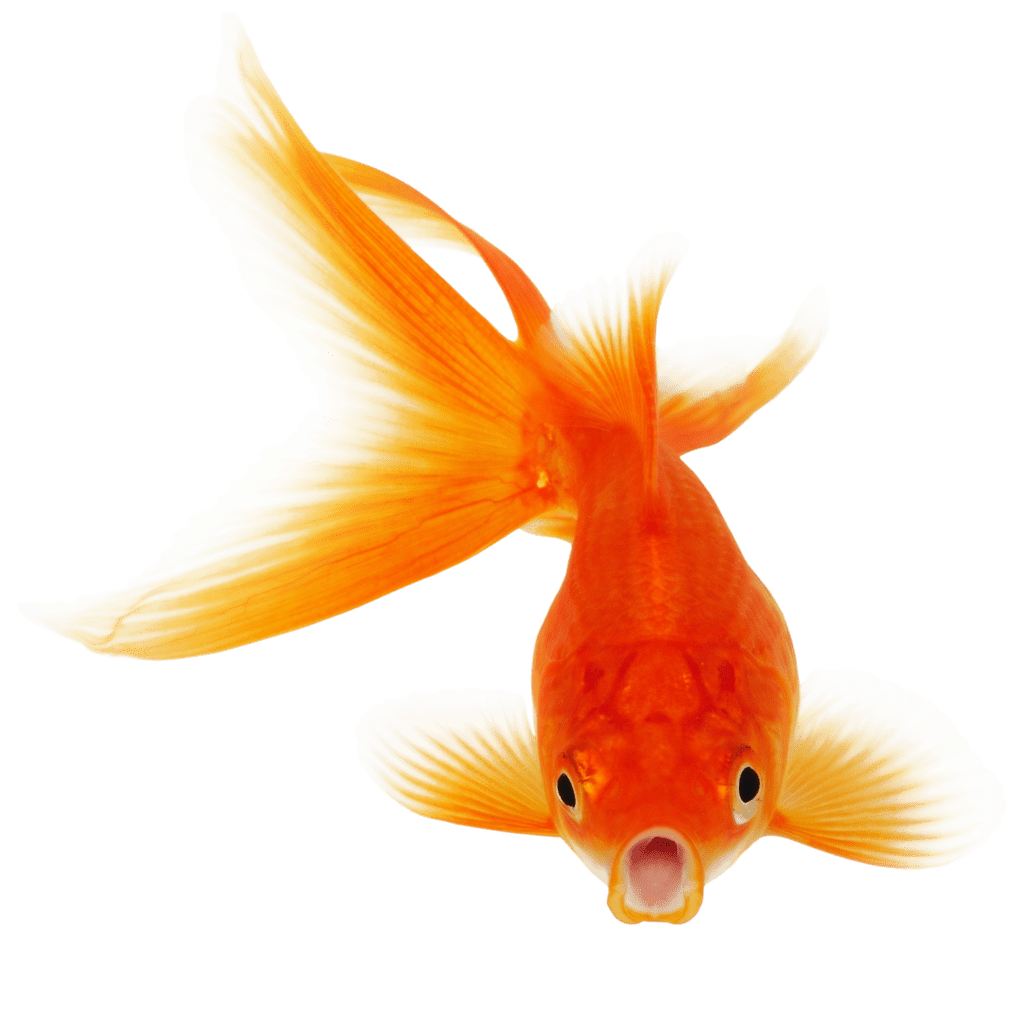 Real fish clipart hq fre img background