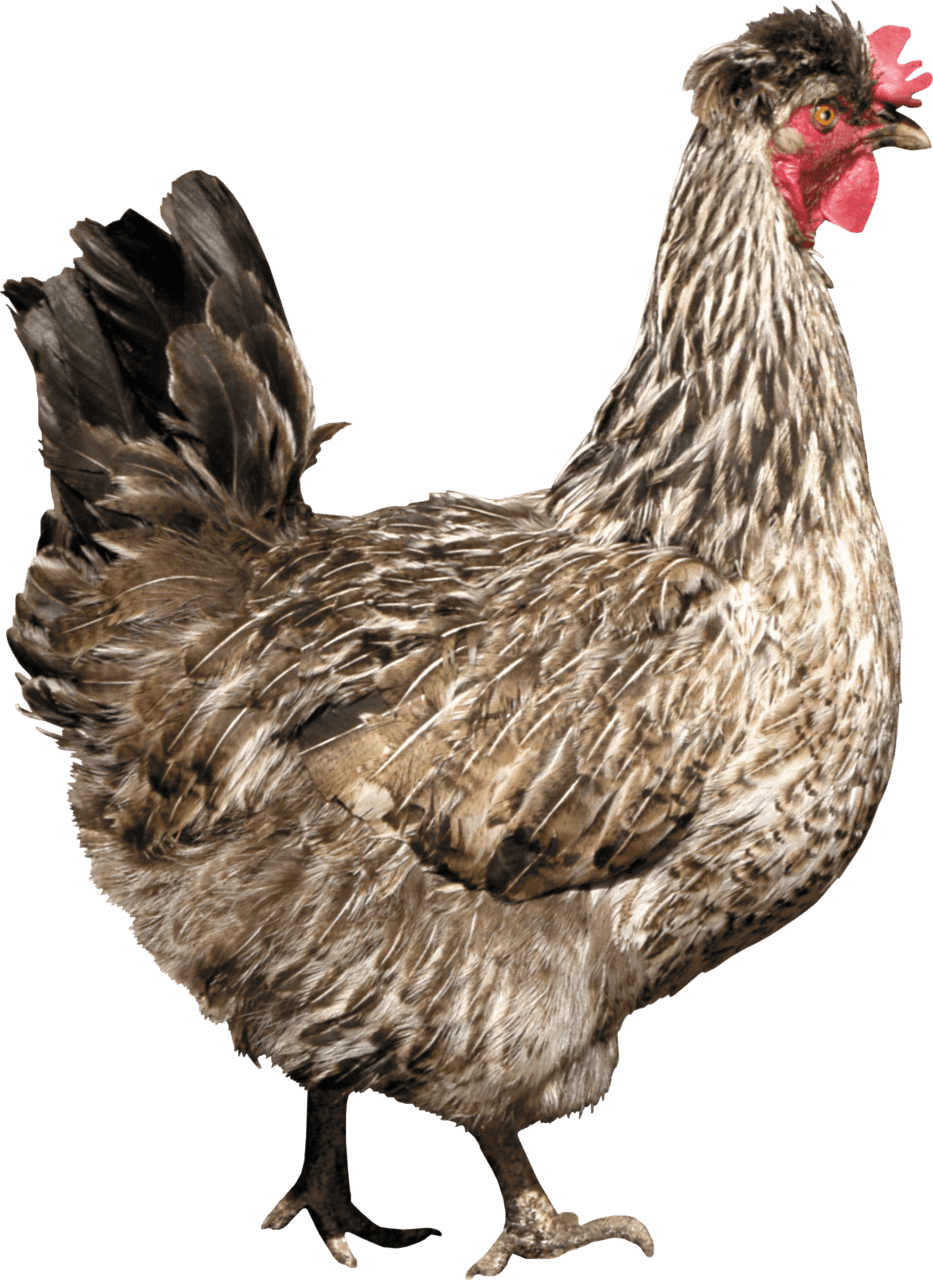 Chicken clipart transparent