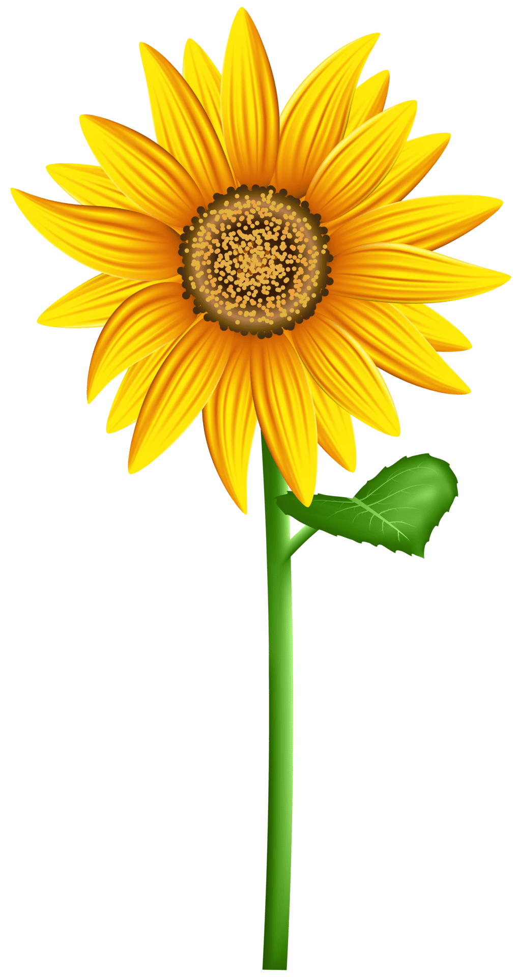 Sun flower clipart image 2