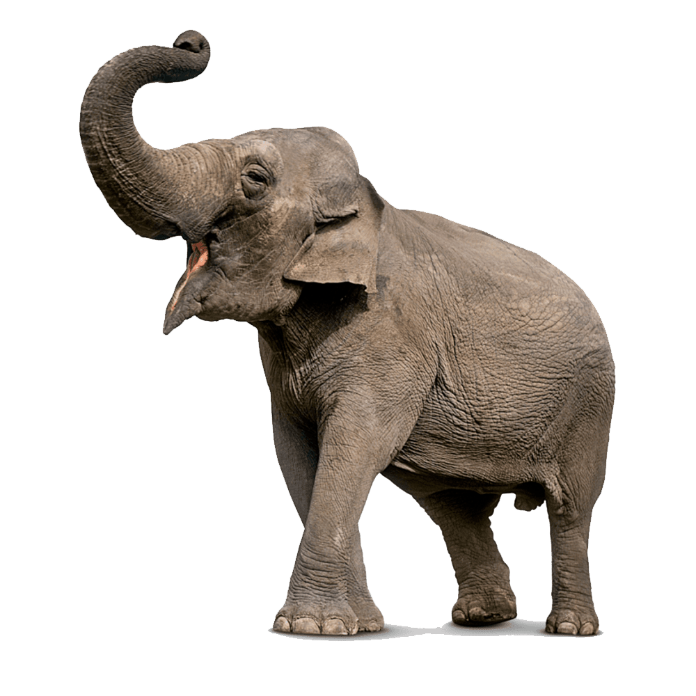 Elephant asian elephent images hd photo clipart 2