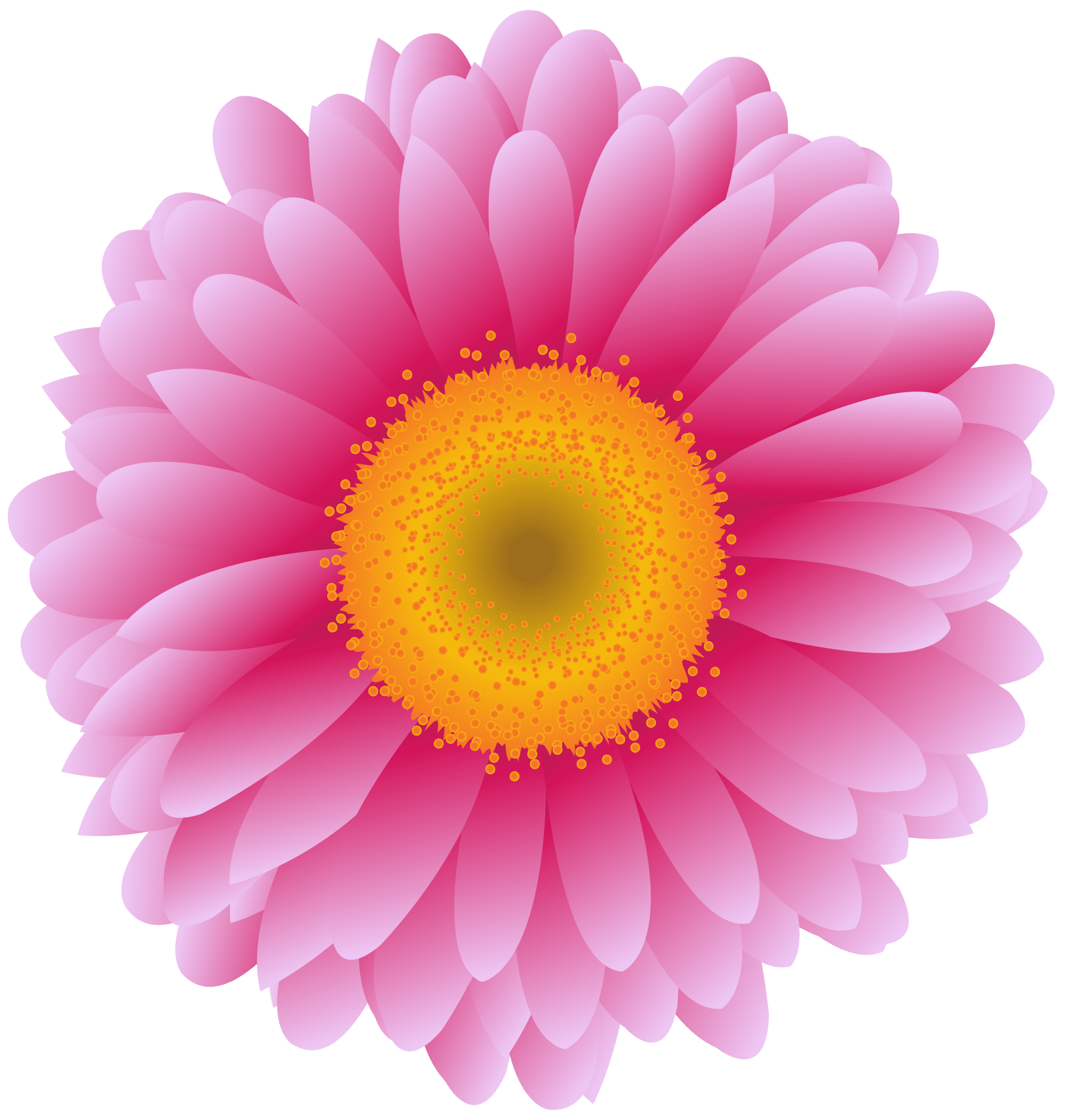 Gerber flower clipart image