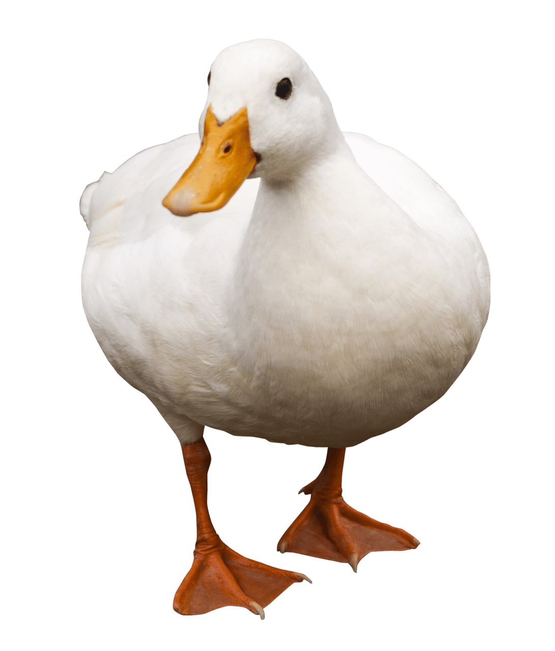 Duck walk clipart background