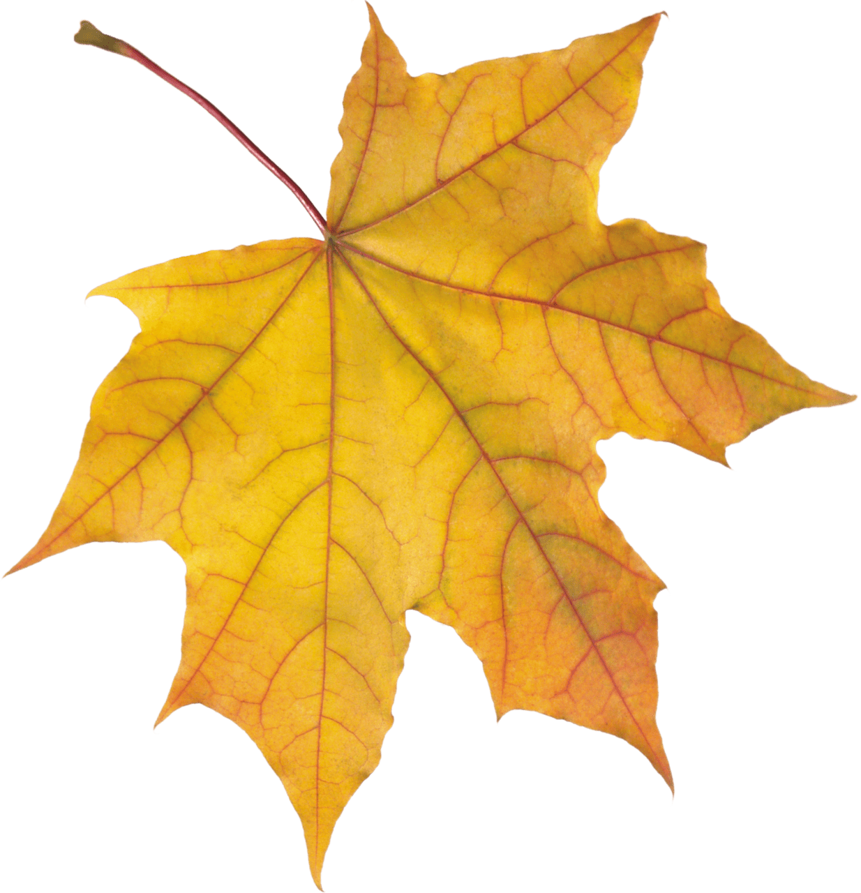 Fall yellow autumn leaf clipart transparent