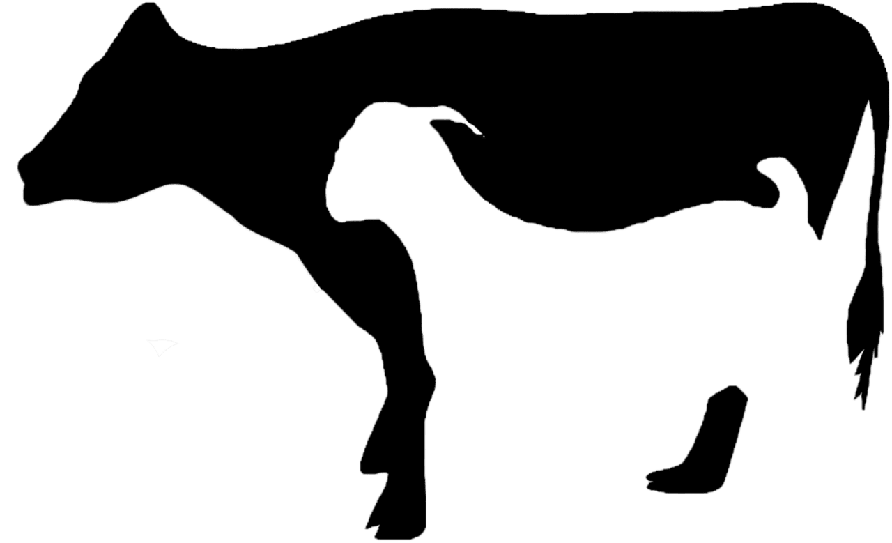 Cow cattle clipart qurbani sapi kamb image with no backgroud key