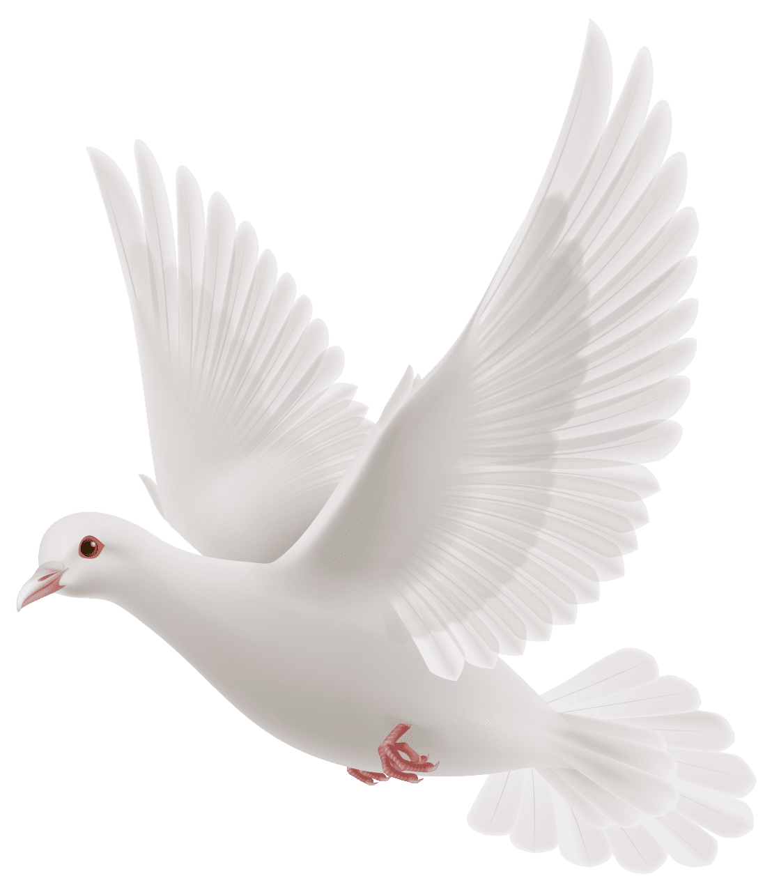 Bird white dove clipart best free